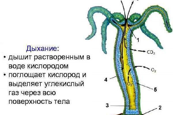 Vk kraken